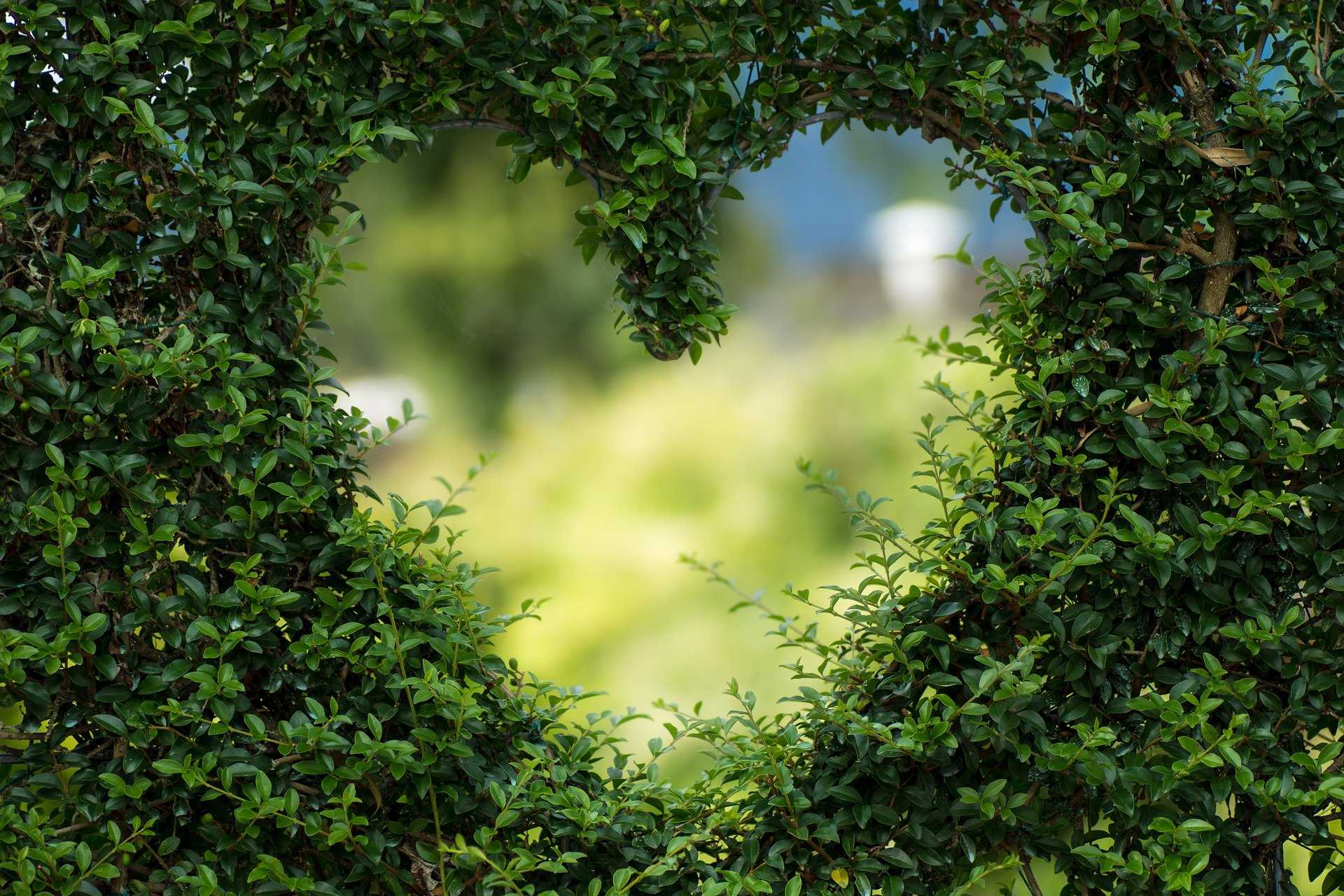 Eine grüne Hecke mit einem Loch in der Form eines Herzes